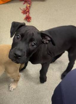 Harry -  Boxer and Mixed Breed Dog for Adoption in Palm Coast, Florida - Harry | PetCurious