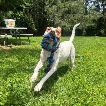Tamera -  Terrier and Mixed Breed Dog for Adoption in Louisville, Kentucky - Tamera | PetCurious