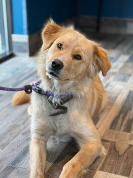 Pooh Bear -  Mixed Breed Dog Available for Adoption in Osseo, Michigan - Pooh Bear | PetCurious