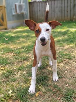 Wishbone -  Pit Bull Terrier Dog for Adoption in Princeton, Massachusetts - Wishbone | PetCurious