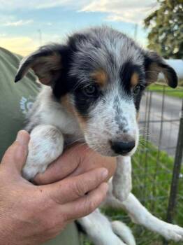 Gone for the rest of your Doggone Life -  Australian Shepherd Dog for Adoption in Waunakee, Wisconsin - Gone For The Rest Of Your Doggone Life | PetCurious