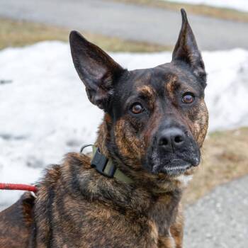 Boxer and American Staffordshire Terrier Dogs Available for Adoption - Eloise | PetCurious