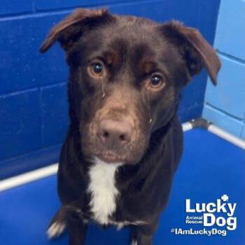 Labrador Retriever Dogs Available for Adoption in Washington, District Of Columbia - Susie | PetCurious