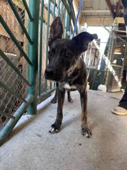 Rescue Belgian Shepherd Sheepdog Dogs for Adoption in Marietta, Georgia - Merlin | PetCurious