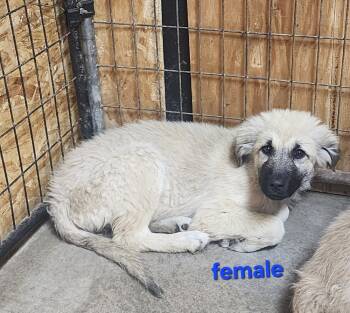 Rescue Anatolian Shepherd and Great Pyrenees Dogs for Adoption in Bend, Oregon - Blue | PetCurious