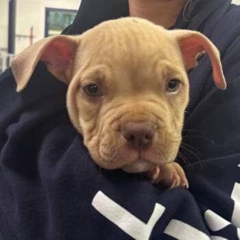 Donut -  Mixed Breed Dog for Adoption in Hampton Bays, New York - Donut | PetCurious