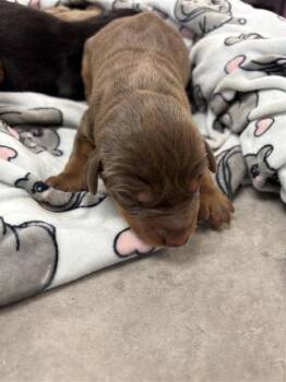 Rescue Doberman Pinscher and Mixed Breed Dogs for Adoption in El Paso, Texas - Pup 7 | PetCurious