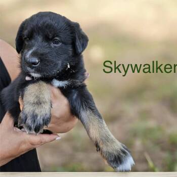 Shepherd Dogs Available for Adoption in Columbia, South Carolina - Skywalker | PetCurious