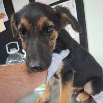 Columbo -  Labrador Retriever and German Shepherd Dog Dog for Adoption in Parrish, Alabama - Columbo | PetCurious