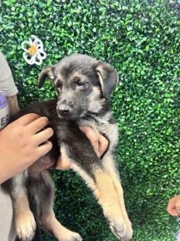 61268507 -  Shepherd and Mixed Breed Dog for Adoption in El Paso, Texas - 61268507 | PetCurious