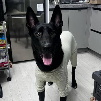 Rescue Belgian Shepherd Malinois Dogs for Adoption in Johns Creek, Georgia - Sultang | PetCurious