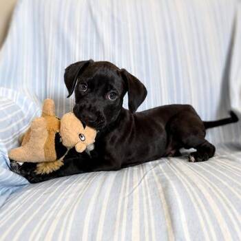 Beanie Weenie -  Hound and Pointer Dog for Adoption in Carencro, Louisiana - Beanie Weenie | PetCurious