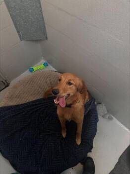 Missy -  Golden Retriever Dog for Adoption in Victoria, British Columbia - Missy | PetCurious