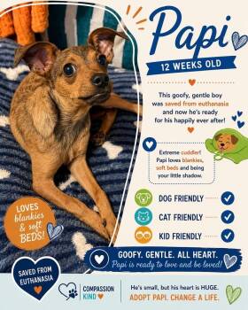Chihuahua Dogs Available for Adoption in St. Petersburg, Florida - Papi | PetCurious