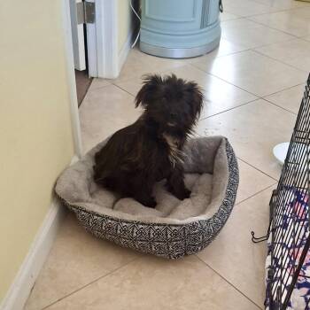 Morkie Dogs Available for Adoption - Gigi | PetCurious