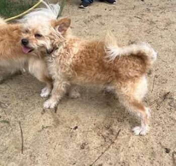 Mr Curly -  Mixed Breed Dog Available for Adoption in Morristown, New Jersey - Mr Curly | PetCurious