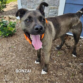 Bonzai -  Labrador Retriever and Mixed Breed Dog for Adoption in Madisonville, Tennessee - Bonzai | PetCurious