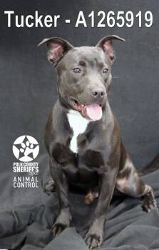 American Bulldog and Mixed Breed Dogs Available for Adoption in Winter Haven, Florida - TUCKER | PetCurious