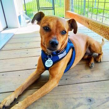 Levi -  Chihuahua and Rat Terrier Dog for Adoption in Oroville, Washington - Levi | PetCurious
