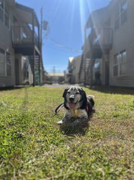 Rescue Australian Cattle Dog Blue Heeler Dogs for Adoption in Troy, Alabama - Cosmo | PetCurious