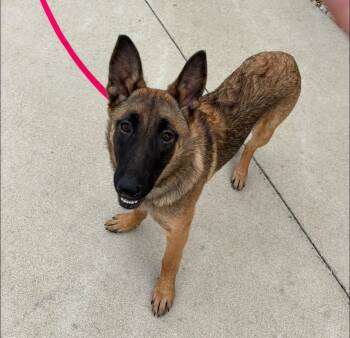 German Shepherd Dog and Belgian Shepherd Malinois Dogs Available for Adoption in Mattoon, Illinois - Miley | PetCurious