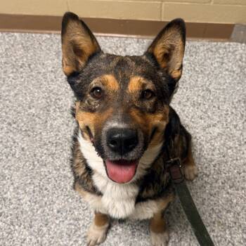 Poison Ivy -  Mixed Breed and Shepherd Dog for Adoption in Cheyenne, Wyoming - Poison Ivy | PetCurious