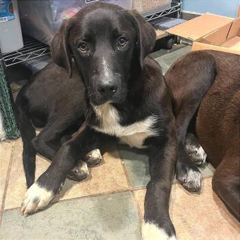 Mixed Breed Dogs Available for Adoption in Chattanooga, Tennessee - Papa John | PetCurious