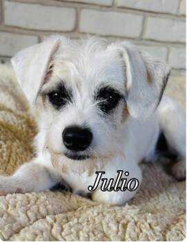 Terrier Dogs Available for Adoption in San Diego, California - Julio | PetCurious