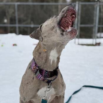 Catahoula Leopard Dog and Pit Bull Terrier Dogs Available for Adoption - Hera | PetCurious