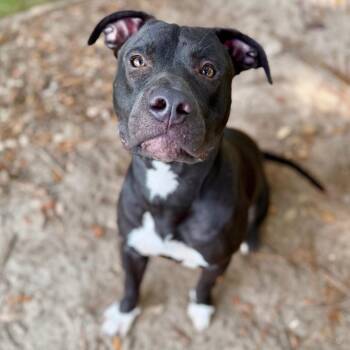Grimlock -  Mixed Breed Dog for Adoption in Milton, Florida - Grimlock | PetCurious