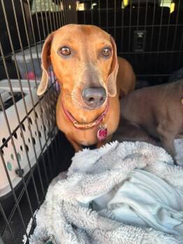 Sissy -  Dachshund Dog for Adoption in Shawnee, Oklahoma - Sissy | PetCurious