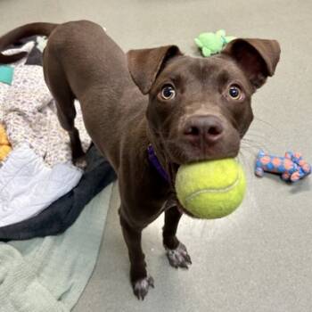 Rescue Pit Bull Terrier and Mixed Breed Dogs for Adoption in Merriam, Kansas - Josie | PetCurious