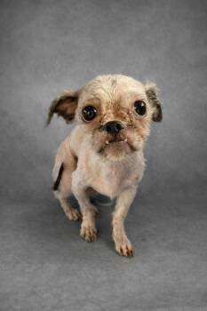 Shih Tzu Dogs Available for Adoption - Buffy | PetCurious