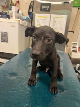 Mo -  Labrador Retriever Dog for Adoption in Mobile, Alabama - Mo | PetCurious