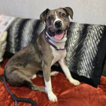 Camo -  Mixed Breed Dog for Adoption in Hinesville, Georgia - Camo | PetCurious