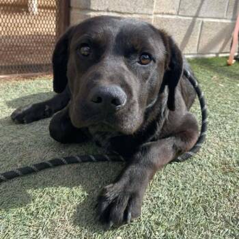 Labrador Retriever Dogs Available for Adoption - Boose | PetCurious
