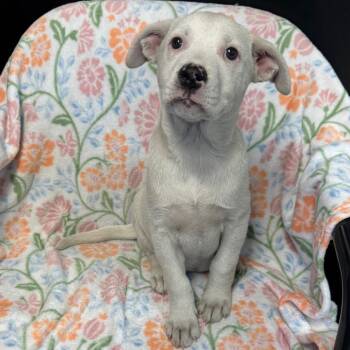 Pit Bull Terrier and Shepherd Dogs Available for Adoption in Kittanning, Pennsylvania - Snow (Formerly Ladybug) | PetCurious