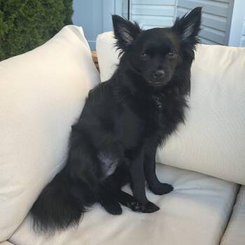 Midnight -  Pomeranian and Chihuahua Dog for Adoption in Avon, Ohio - Midnight | PetCurious