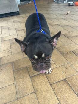 LUCIA -  French Bulldog Dog for Adoption in Doral, Florida - LUCIA | PetCurious