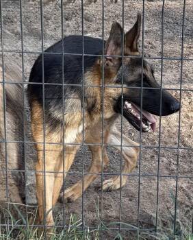 Bailey-8 months-Neuter Contract Required $425 -  German Shepherd Dog Dog for Adoption in Holly Hill, South Carolina - Bailey-8 Months-Neuter Contract Required $425 | PetCurious