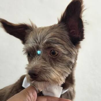Brownie -  Yorkshire Terrier and Chihuahua Dog for Adoption in Humacao, Humacao - Brownie | PetCurious