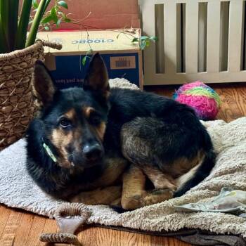 Goliath -  German Shepherd Dog and Mixed Breed Dog for Adoption in Buffalo, Minnesota - Goliath | PetCurious