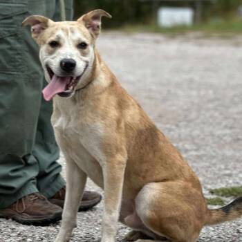Rescue Labrador Retriever Dogs for Adoption in Washington, District Of Columbia - Luka | PetCurious