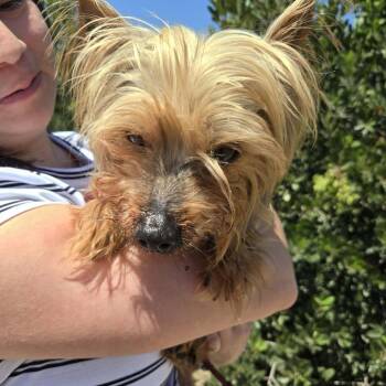 Yorkshire Terrier Dogs Available for Adoption in Ramona, California - Snacker | PetCurious