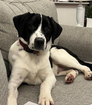 Labrador Retriever and Beagle Dogs Available for Adoption - Buster  | PetCurious