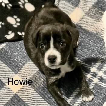 Rescue Australian Shepherd Dogs for Adoption in Warwick, Rhode Island - HOWIE | PetCurious