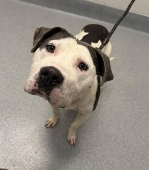 SAINT -  Pit Bull Terrier and Mixed Breed Dog for Adoption in Indianapolis, Indiana - SAINT | PetCurious