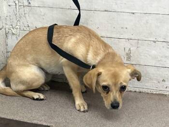 Chihuahua Dogs Available for Adoption - CHLOE | PetCurious