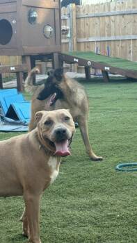 Rescue Pit Bull Terrier Dogs for Adoption in Longview, Texas - Brownie | PetCurious