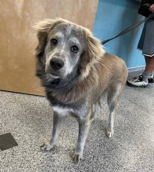 Mixed Breed Dogs Available for Adoption in Palmetto, Florida - BANDIT | PetCurious